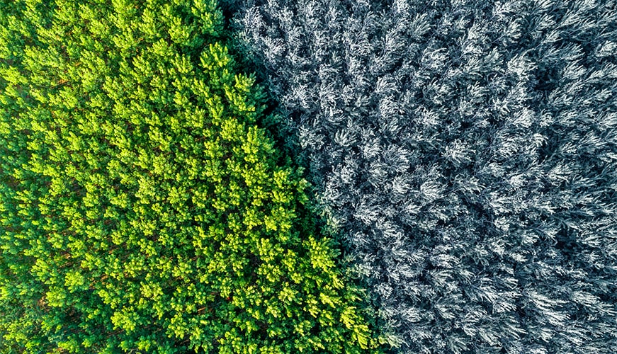 Aerial view of a forest with two contrasting sections: one half is lush and green, while the other is frosty and covered with snow, creating a striking division in color and texture.